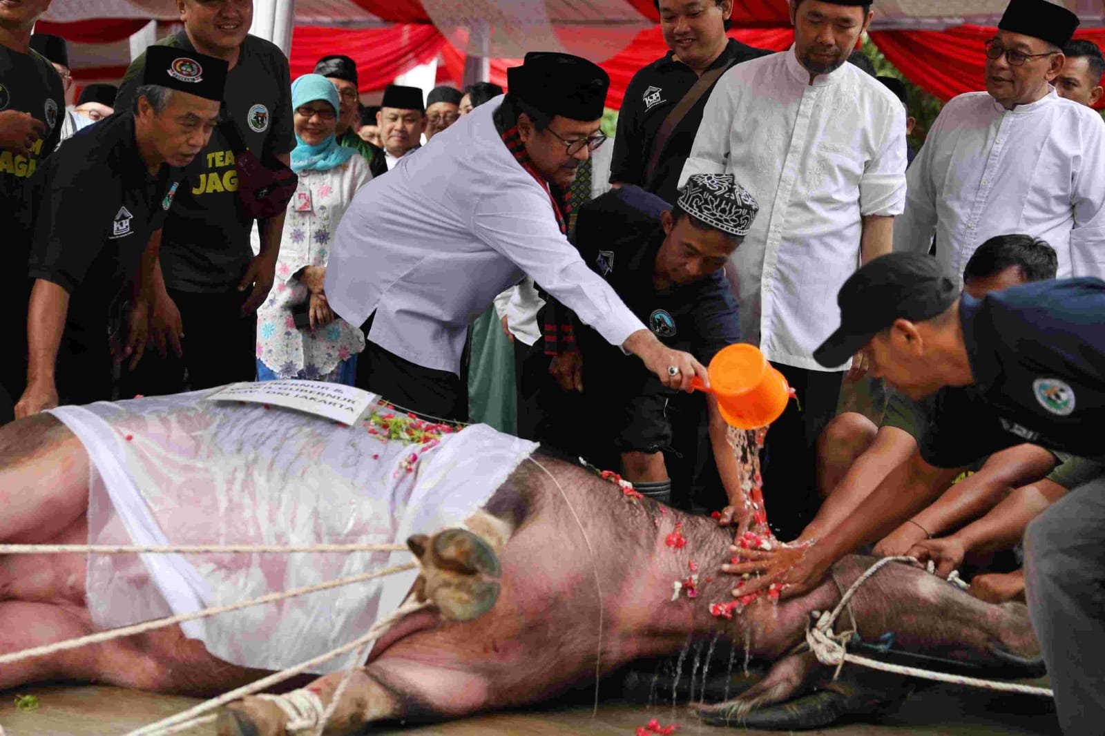 Wagub Rano Terharu Saat Digelarnya Tradisi Andilan Potong Kebo 1 pul 529
