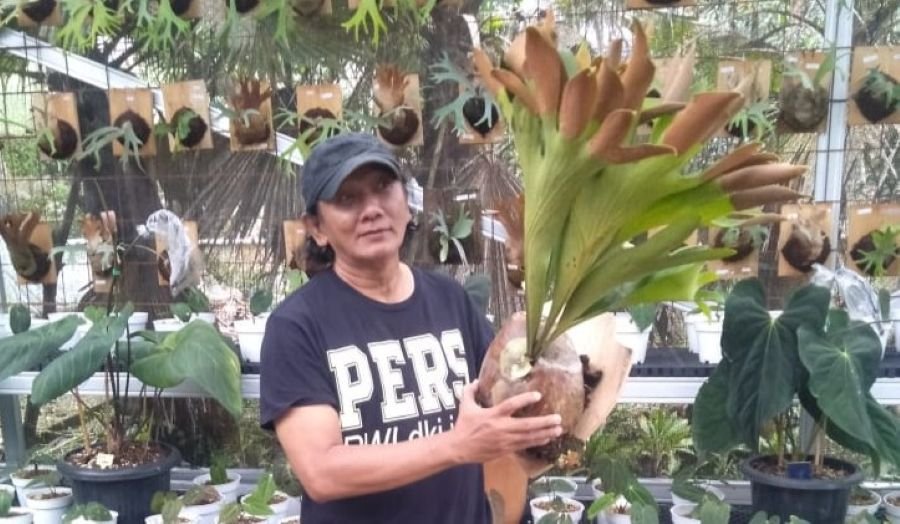 GH Esha Plant Ramaikan Dunia Tanaman Hias di Cipanas, Cianjur 2 pul1 2